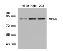 MDM2(Ab-166)