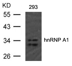 hnRNP A1(Ab-192)