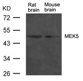 MEK5