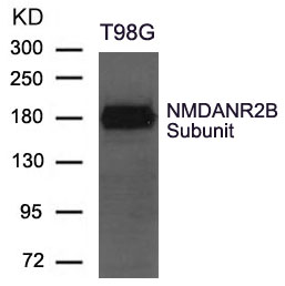 NMDANR2B Subunit