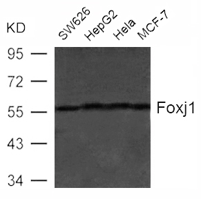 Foxj1(HFH4)