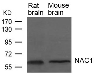 NAC1