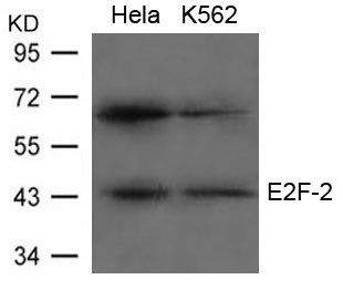 E2F-2