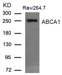 ABCA1