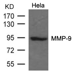 MMP-9