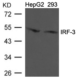 IRF-3 (Ab-396)