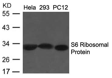 S6 Ribosomal Protein (Ab-235/236)