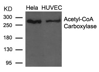 Acetyl-CoA Carboxylase(Ab-79)