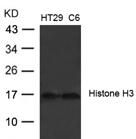 Histone H3 (Ab-27)