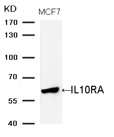 IL10RA (Ab-370)