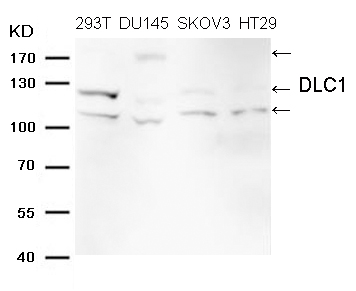 DLC1 (Ab-868)