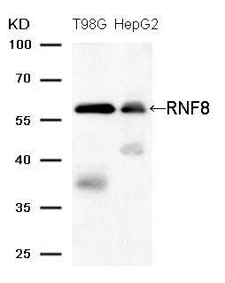RNF8 (Ab-137)