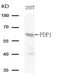 PDP1 (Ab-381)