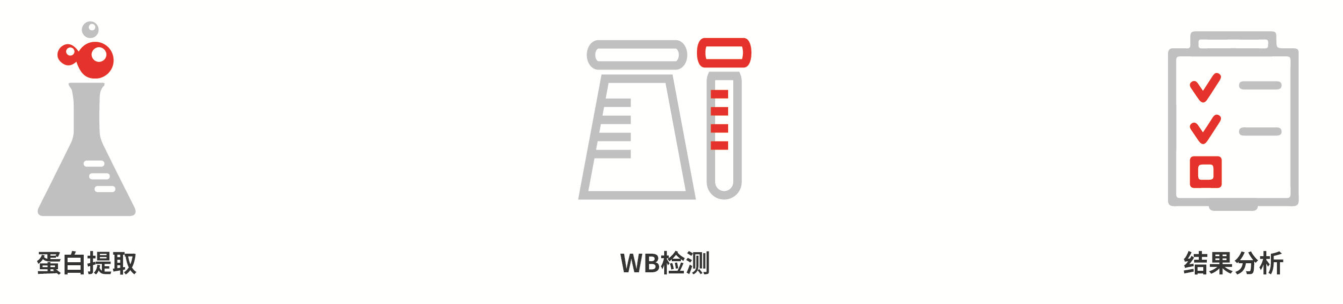 蛋白质免疫印迹服务