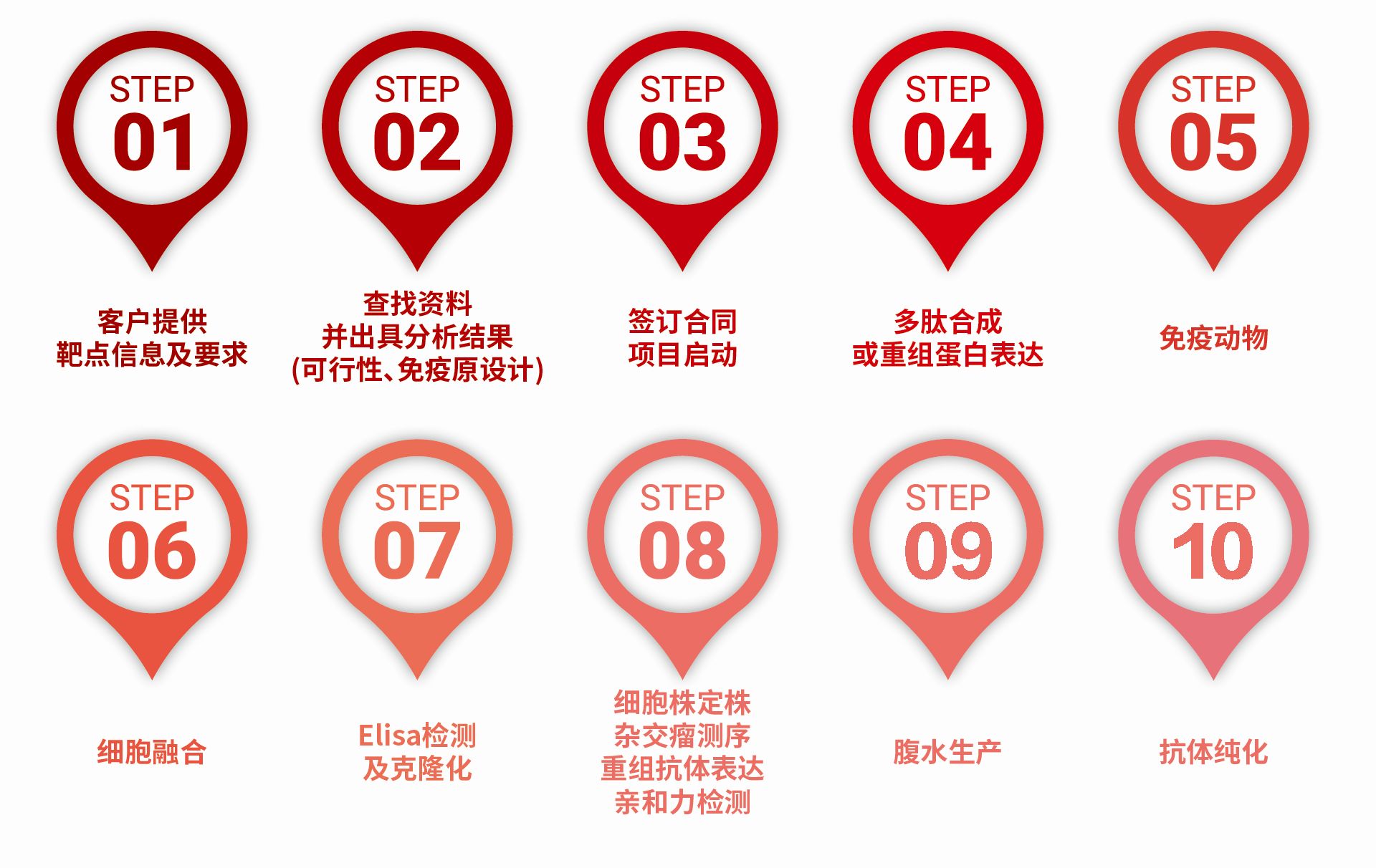 单克隆抗体定制_抗体定制