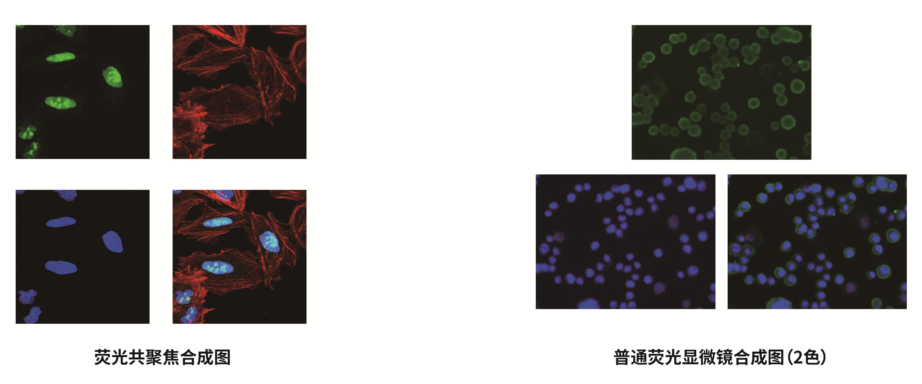 免疫荧光技术服务