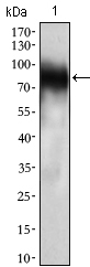 CD33