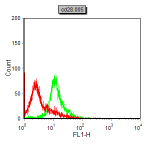 CD28