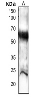 PEX14