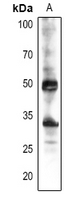 CYP38