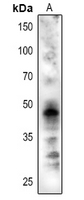 CRD1