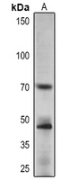 APRR1