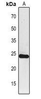 PSAF