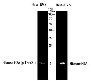 Histone H2A (Phospho-Thr121)