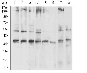 CD137