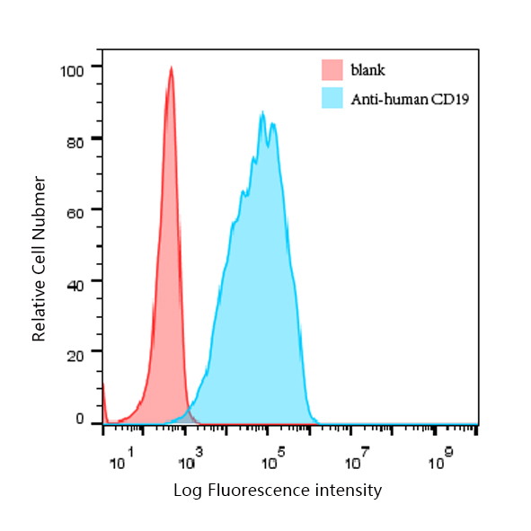 CD19