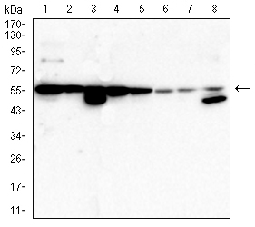 CD276
