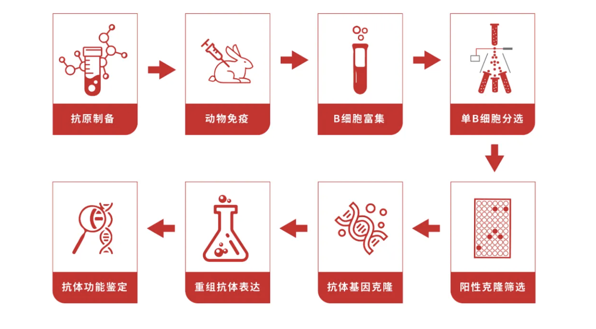 湖南远泰生物兔单抗研发平台创新突破--磁珠分选技术引领未来