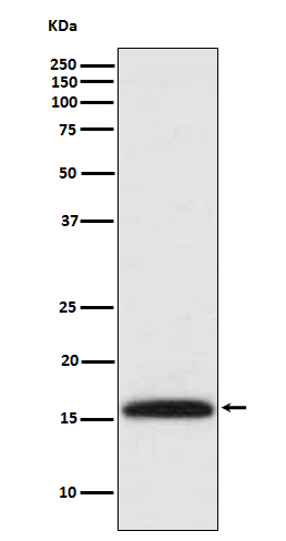Citrullinated Histone H3 