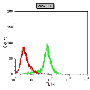Mouse Monoclonal Antibody to FAK