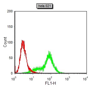 Mouse Monoclonal Antibody to FAK