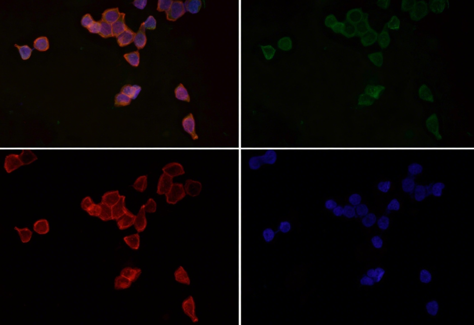 Rabbit Monoclonal Antibody to Fas 