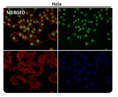 Rabbit Monoclonal to PTBP2
