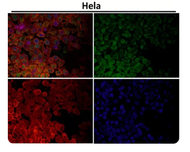 Rabbit Monoclonal to MEK1
