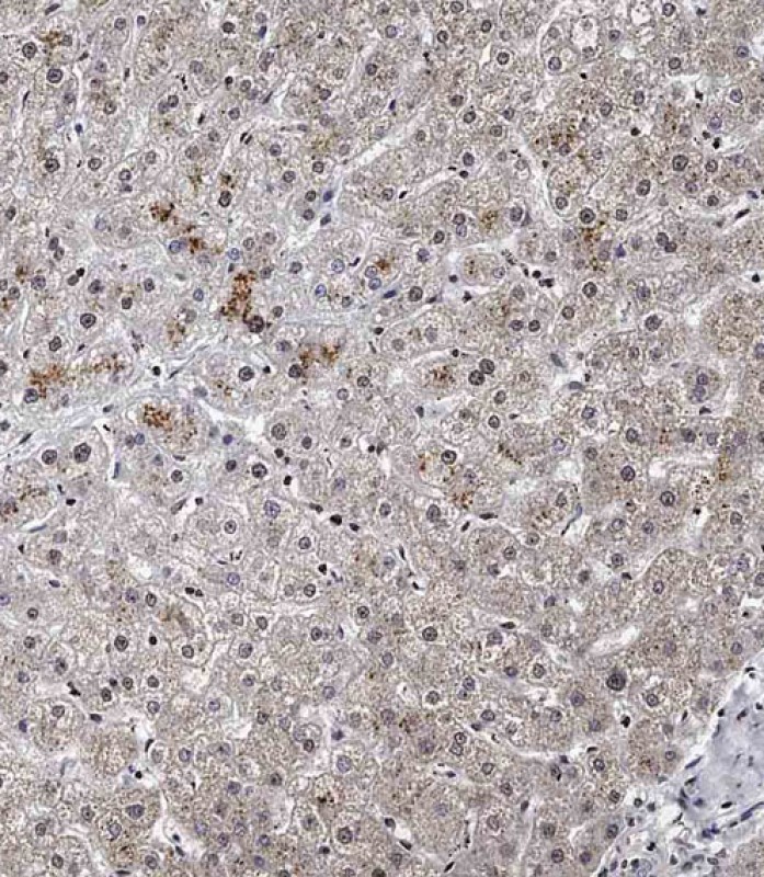 Rabbit Polyclonal Antibody to SPNS2 (N-term)