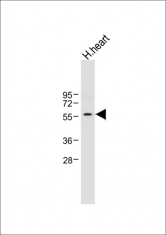 Rabbit Polyclonal Antibody to SPNS2 (N-term)