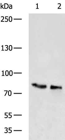 TRPV6