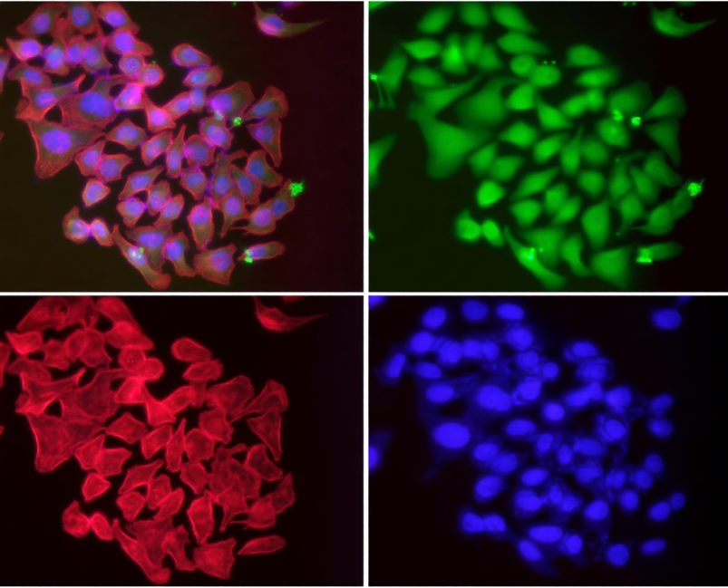 Rabbit Monoclonal to Cdc23/APC8