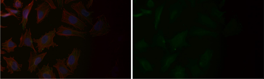 Rabbit Monoclonal to Cdc23/APC8