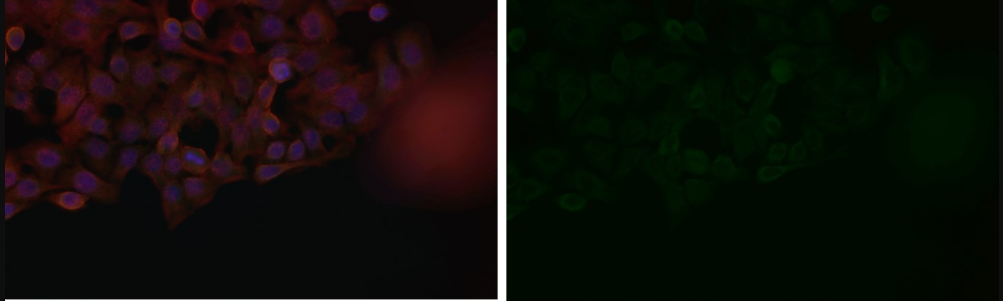 Rabbit Monoclonal to CDCA3