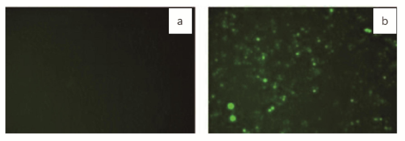 mRNA-LNP递送系统的优化策略