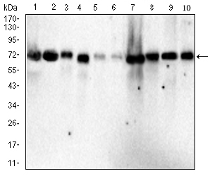 Mouse Monoclonal Antibody to YAP1