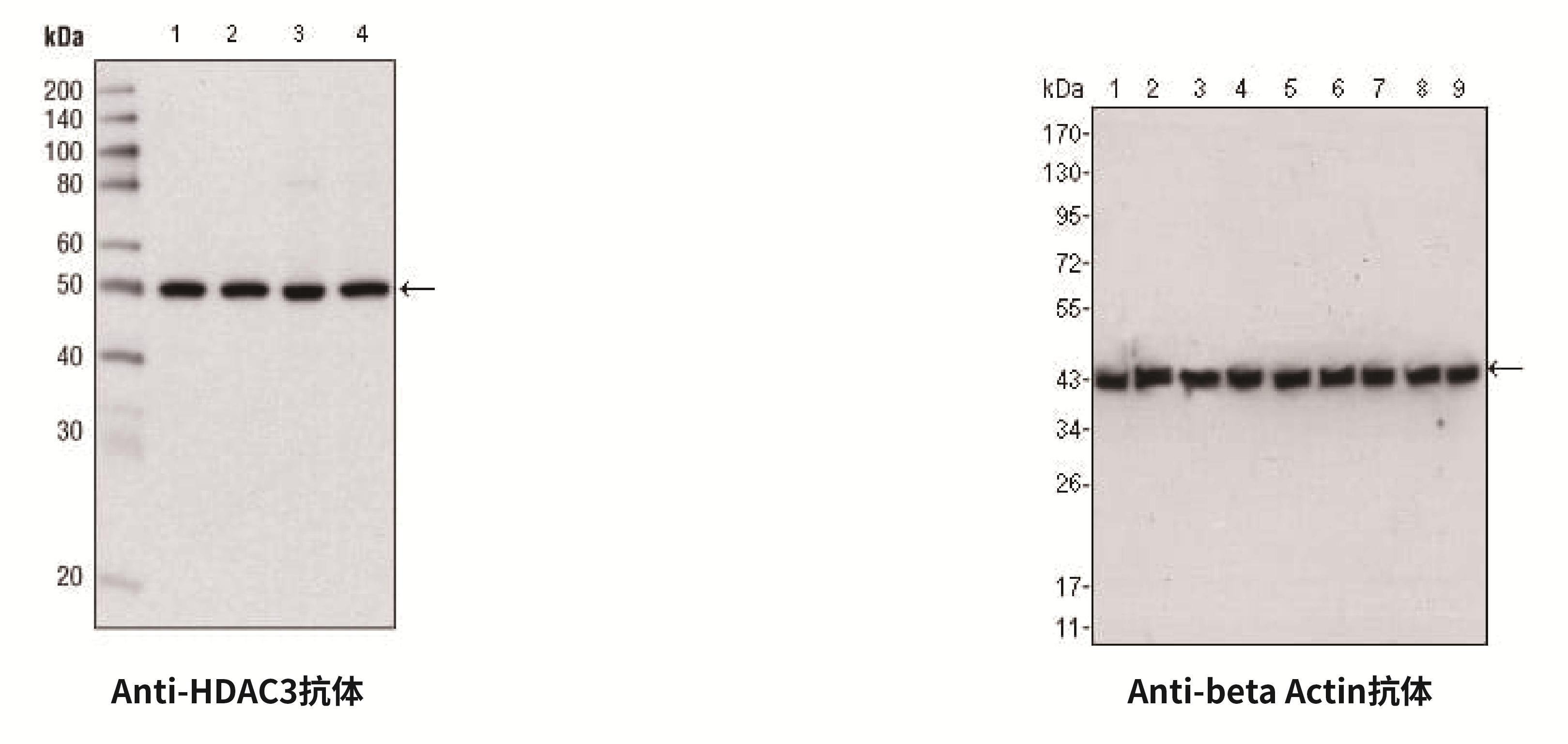 蛋白质免疫印迹检测服务流程与数据解读
