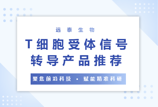 T细胞受体信号转导产品推荐