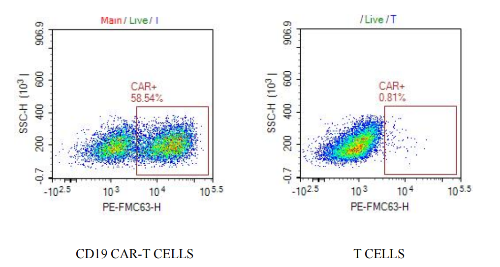 Biotinylated Rabbit Anti-Mouse FMC63 scFv
