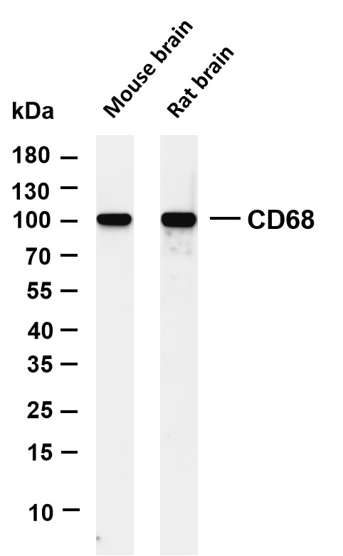 CD68